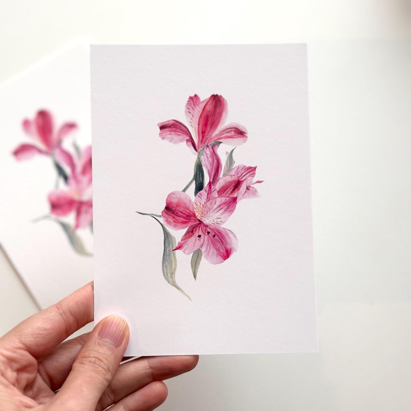 Watercolour Lily of the Incas A6 postcard by HerPens — floral art print on fine art paper, delicate pink lilies painted in watercolor.