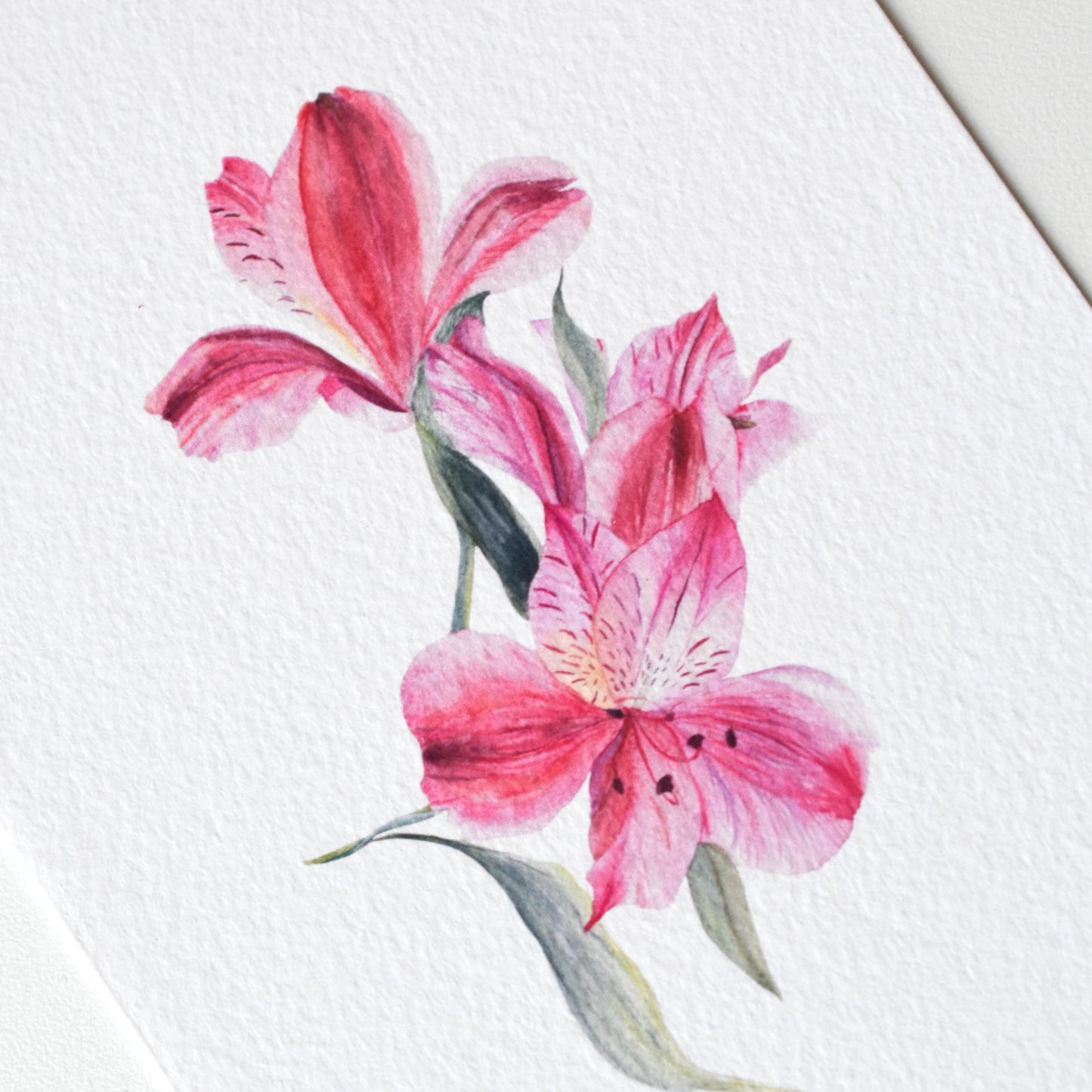 Close-up of Watercolour Lily of the Incas A6 postcard — textured fine art paper showing painterly surface details, by HerPens.