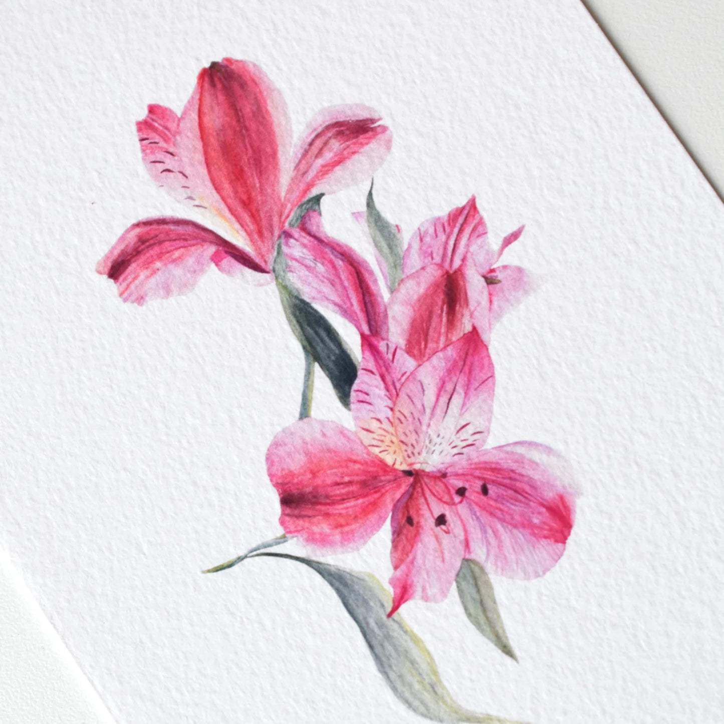 Close-up detail of Lily of the Incas flowers painted in watercolour on fine art paper